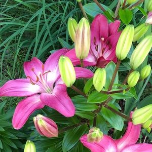 Meet your Posher, Jenny